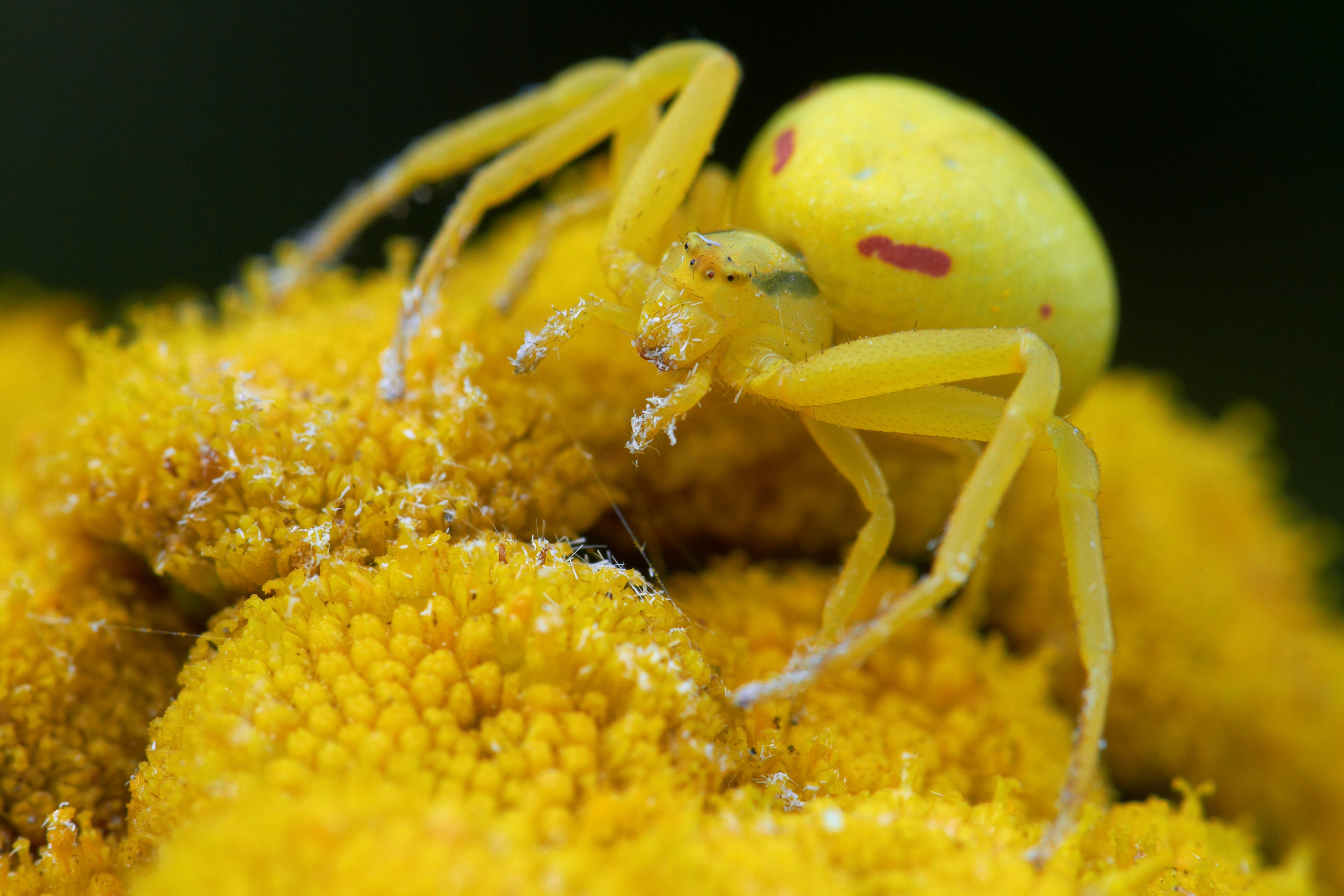 Misumena vatia   Veränderliche Krabbenspinne   0123
